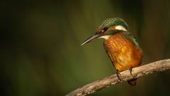 Eisvogel Weibchen