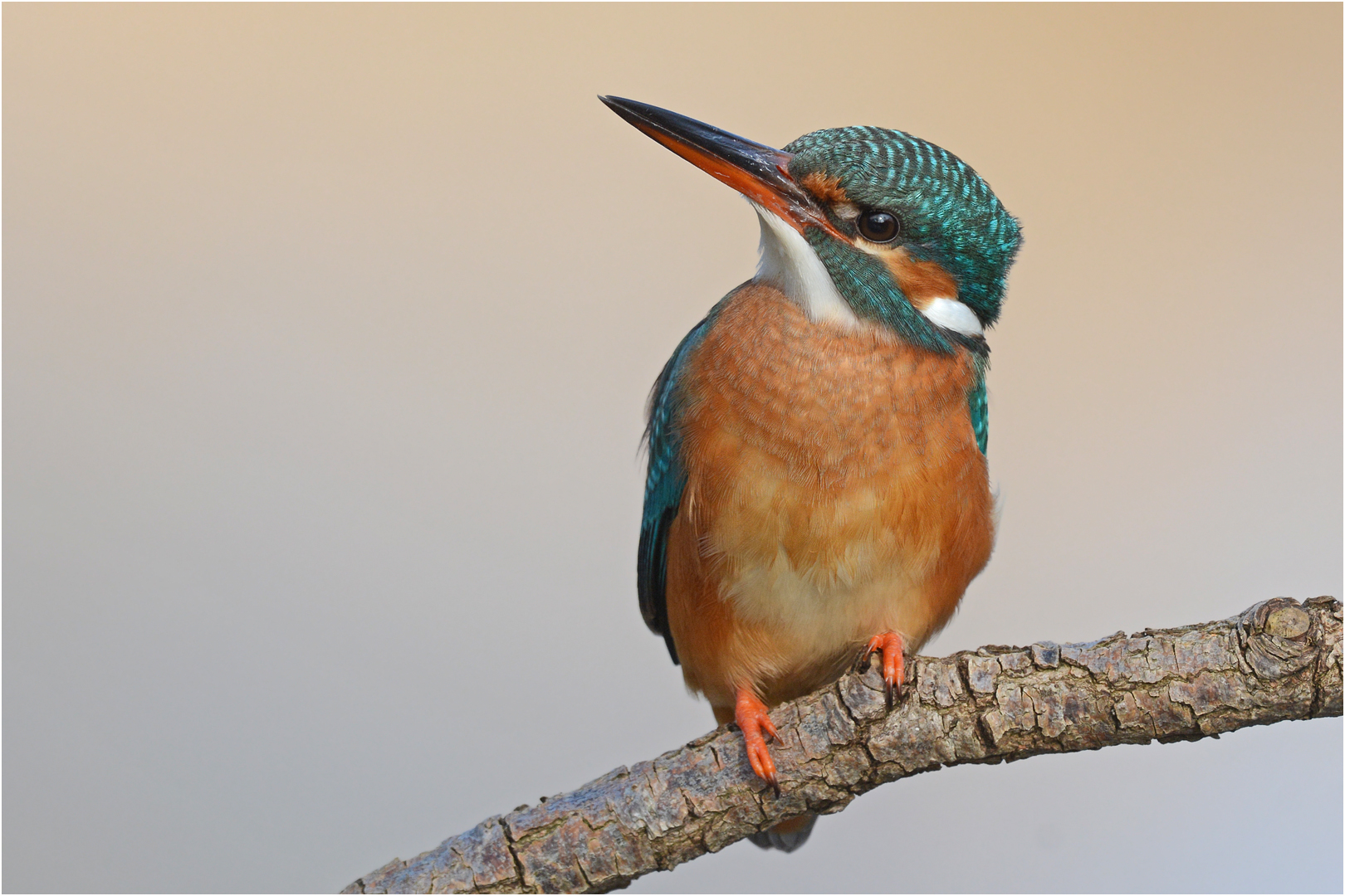 Eisvogel - Weibchen