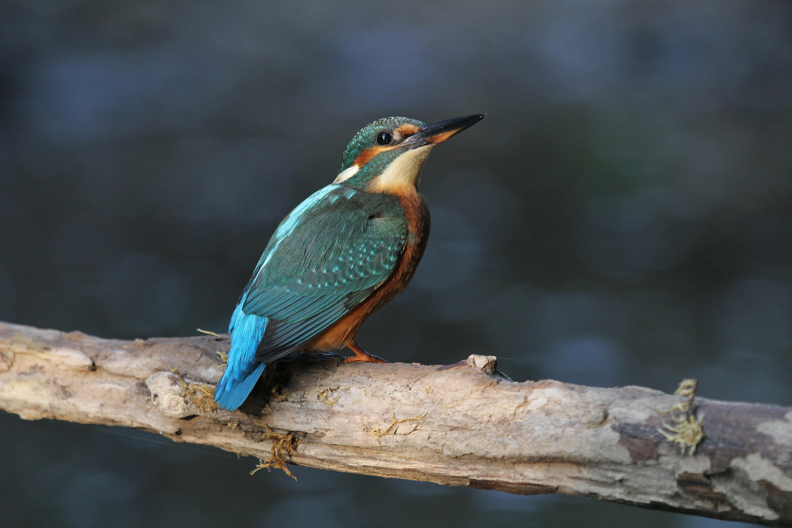 Eisvogel Weibchen