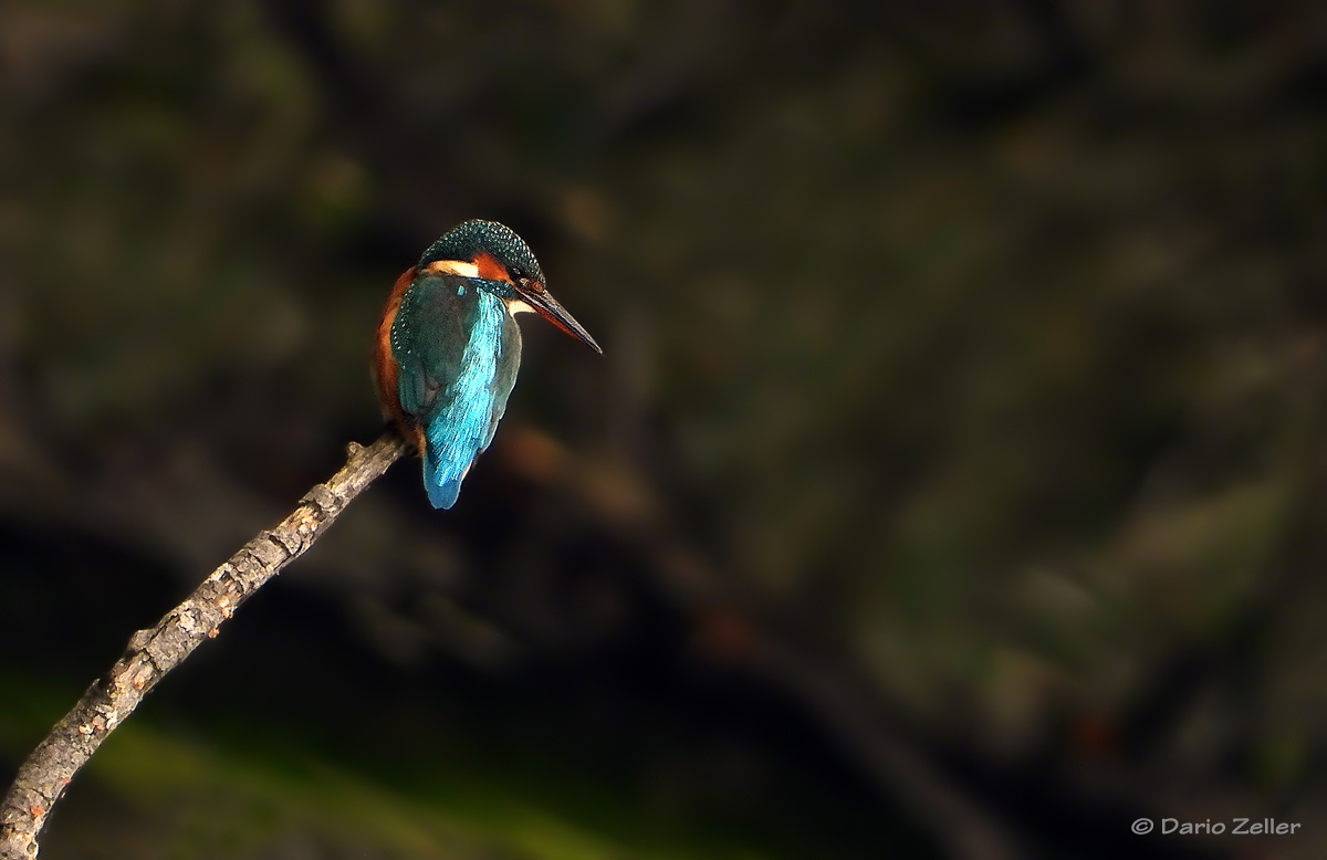 Eisvogel Weibchen