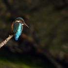 Eisvogel Weibchen