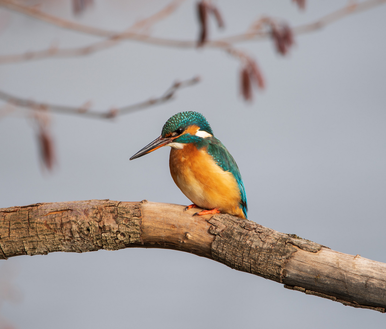 Eisvogel Weibchen