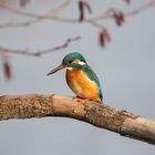 Eisvogel Weibchen