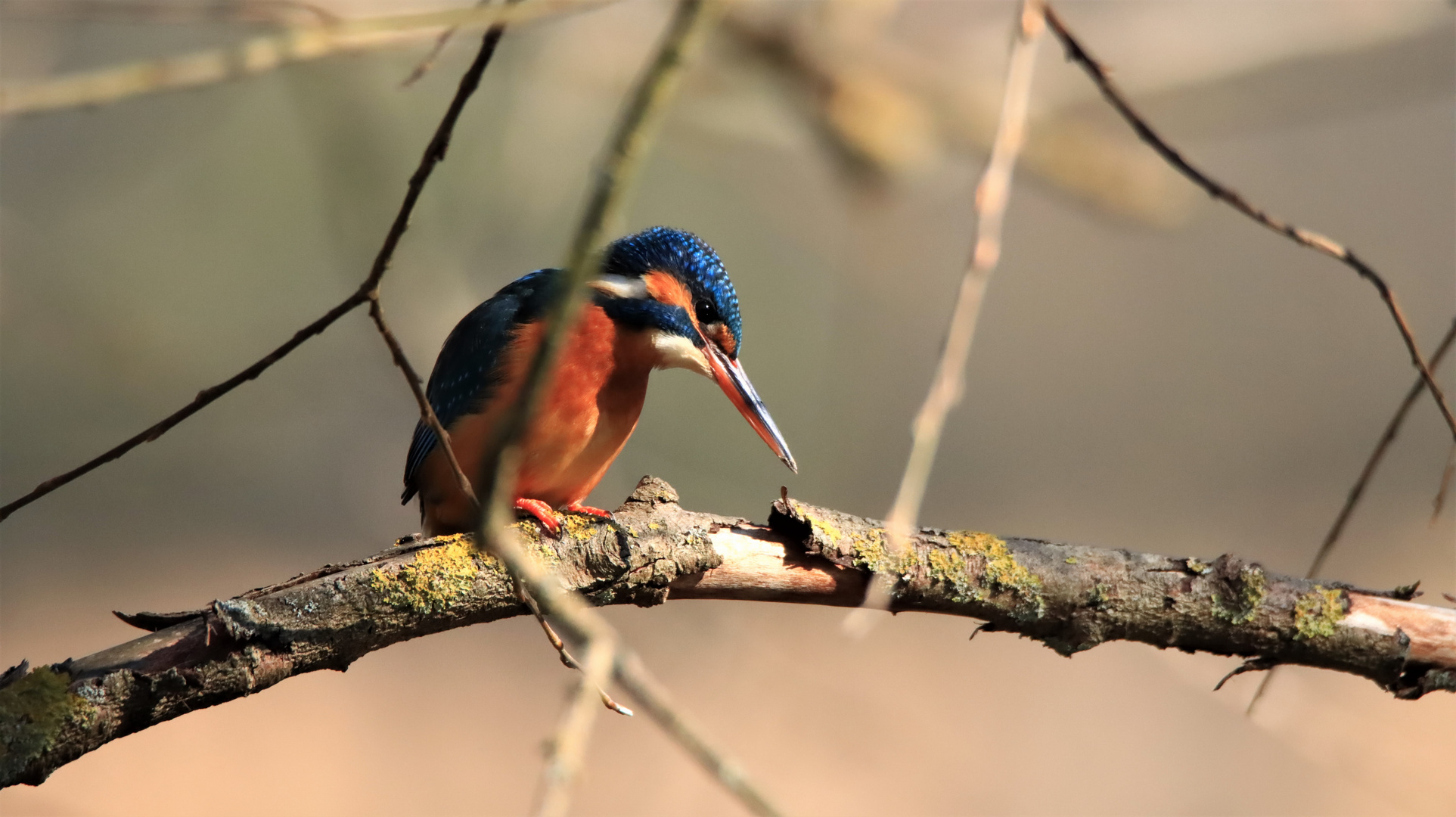 Eisvogel (Weibchen)