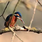 Eisvogel (Weibchen)