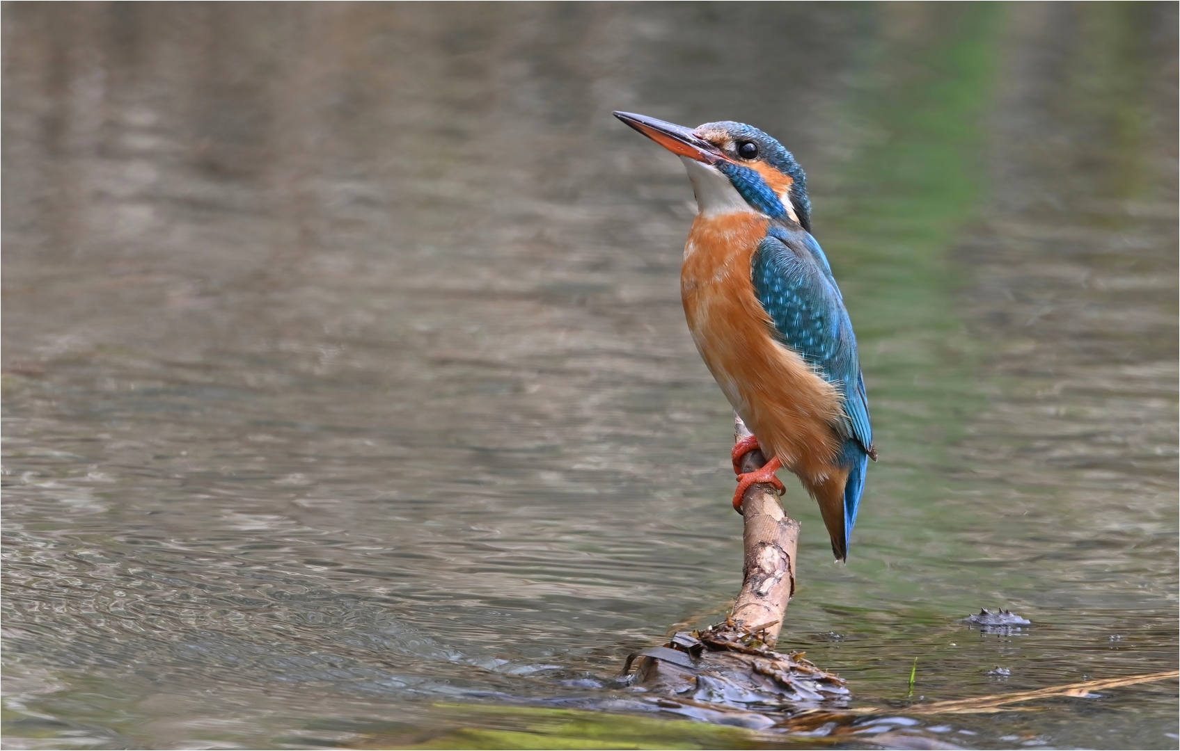 Eisvogel - Weibchen