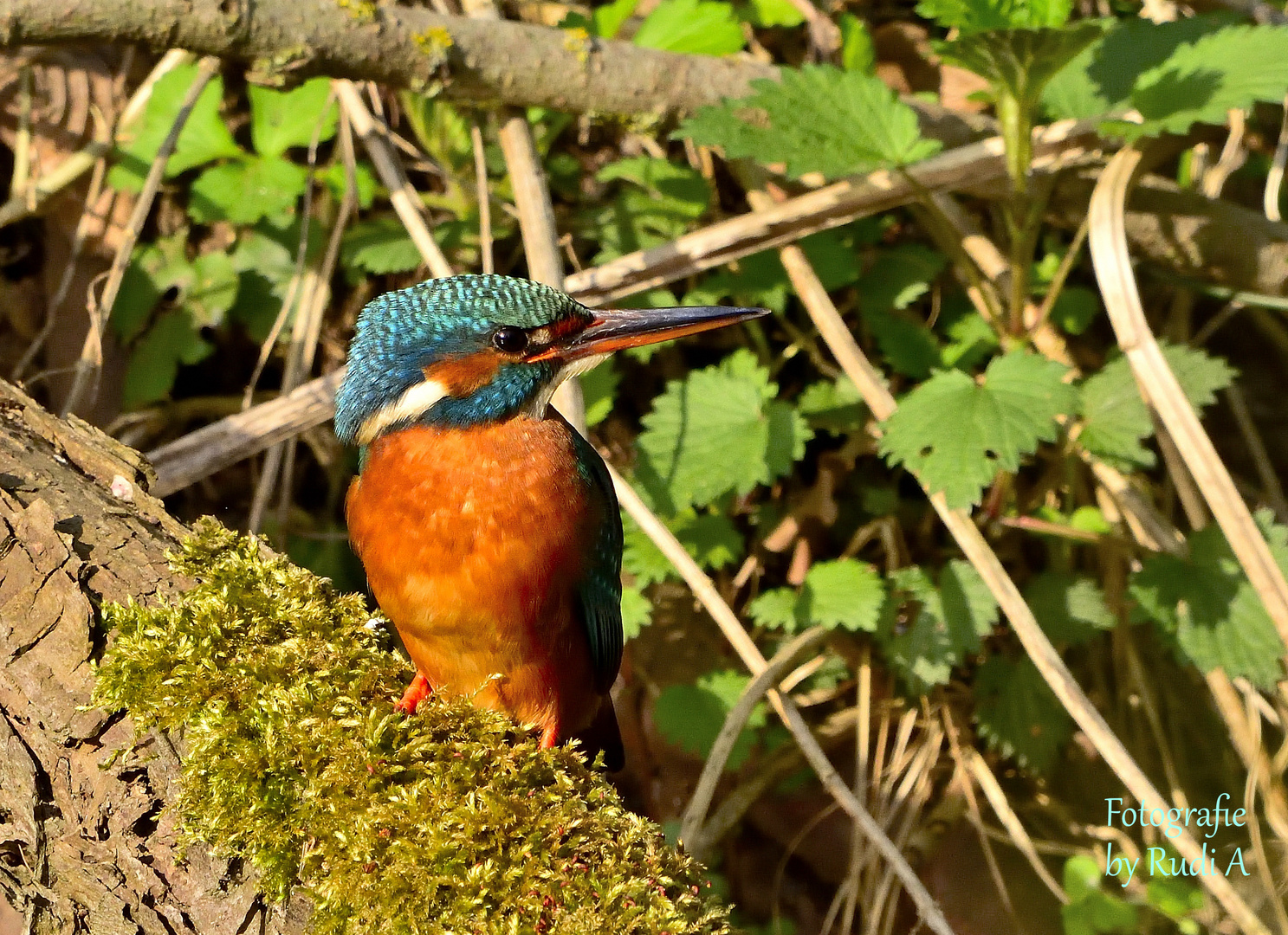 Eisvogel-Weibchen