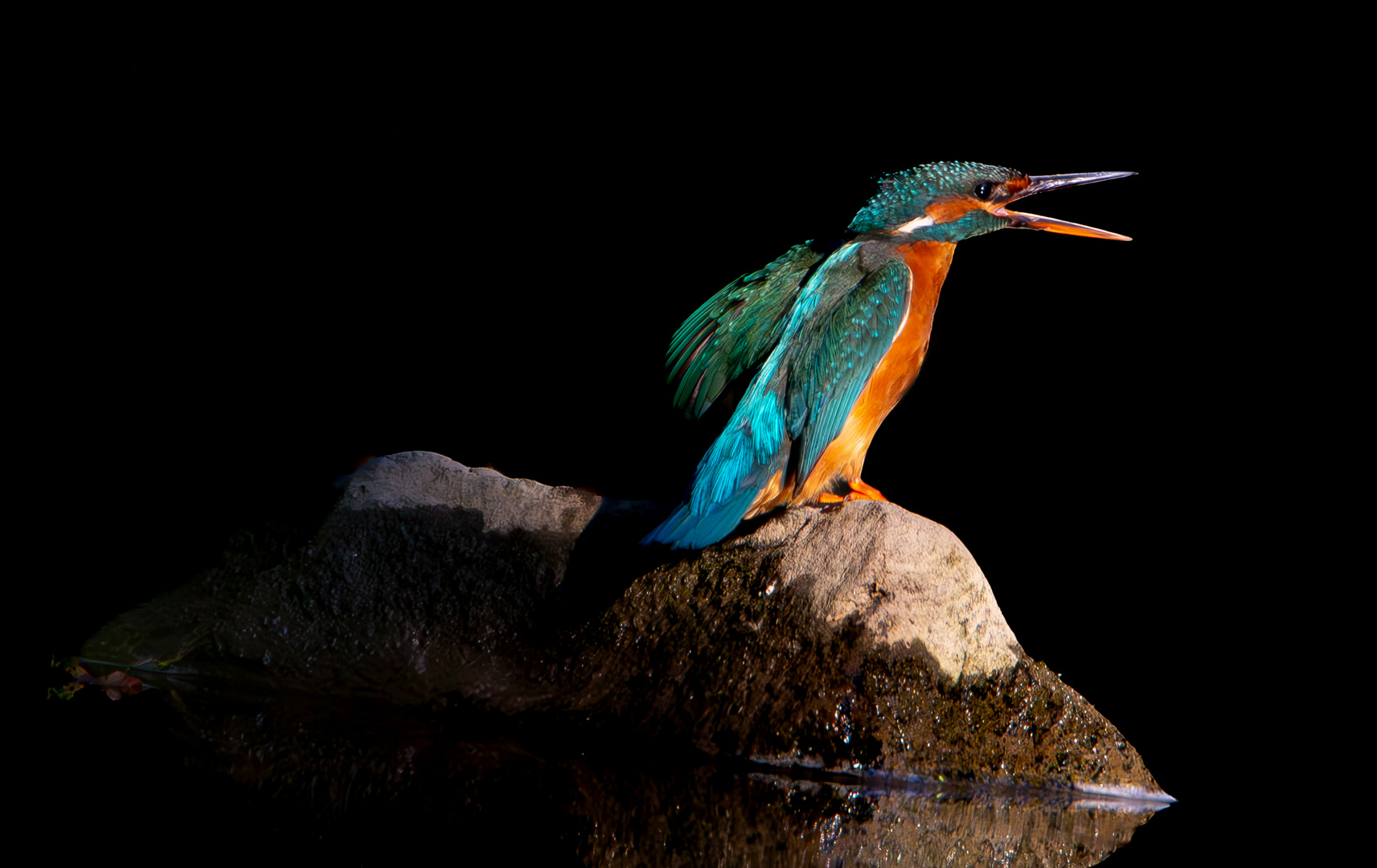 Eisvogel Weibchen...