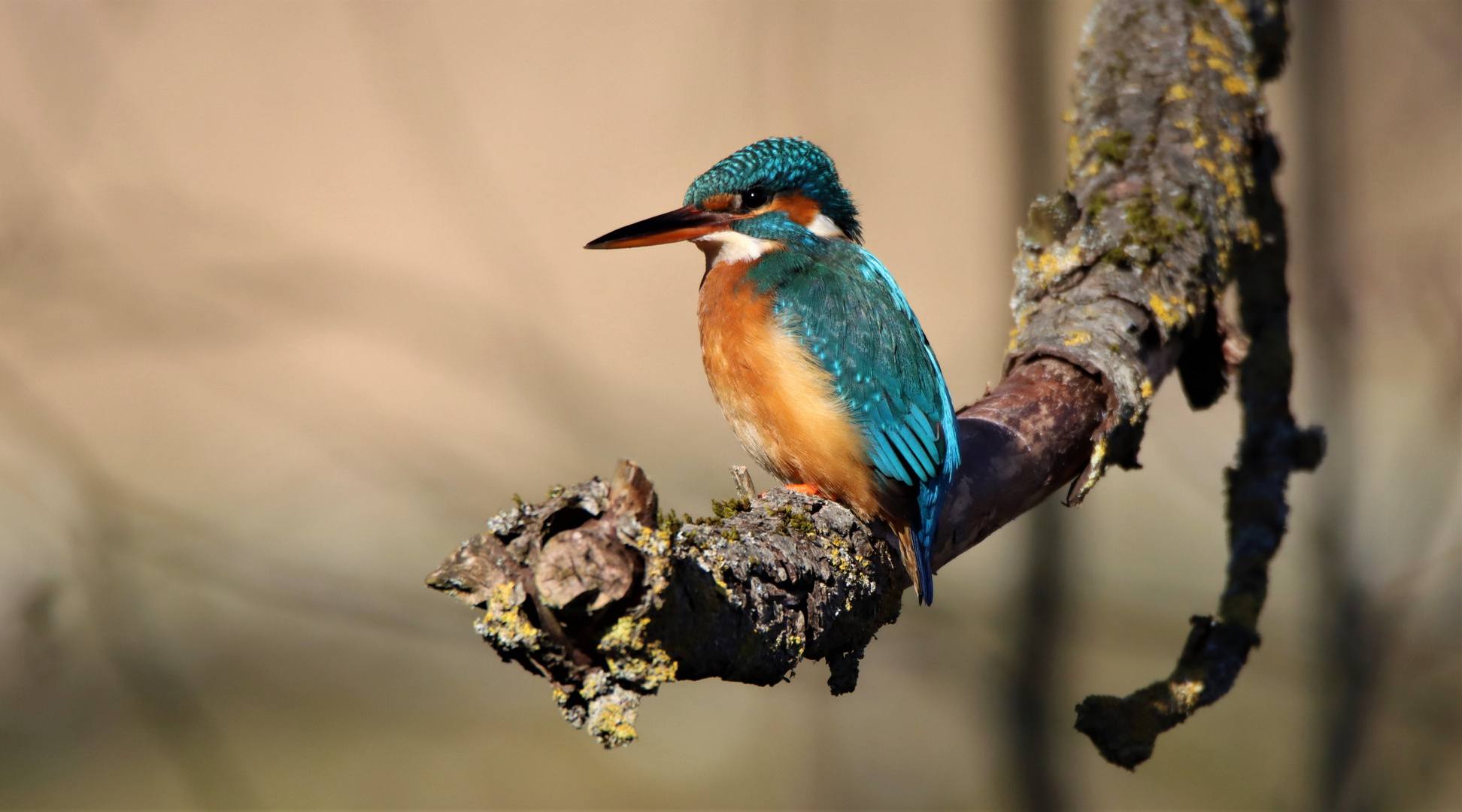 Eisvogel Weibchen