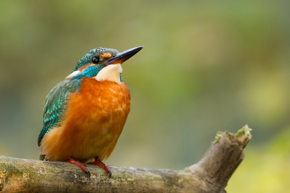 Eisvogel, weibchen