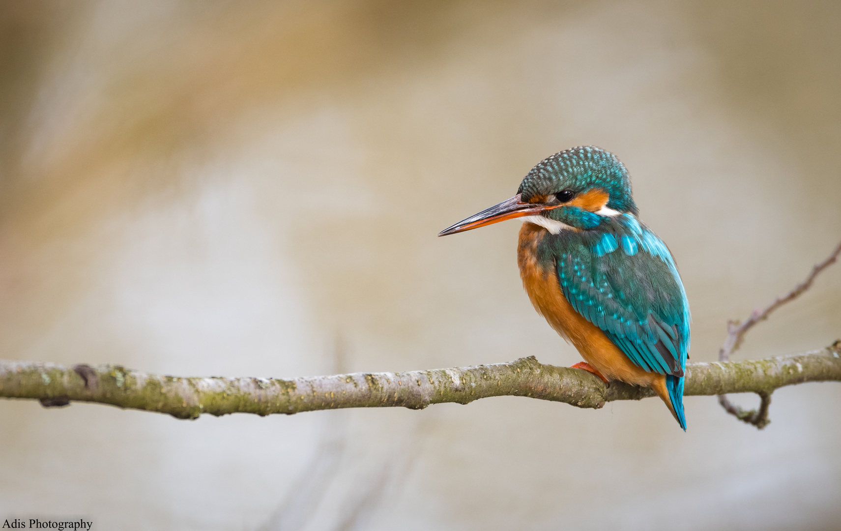 Eisvogel ( Weibchen )