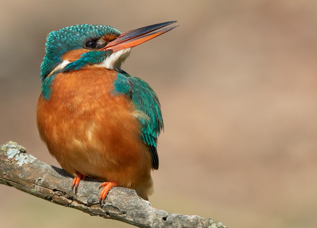 Eisvogel Weibchen 