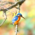 Eisvogel-Weibchen auf dem Ansitz