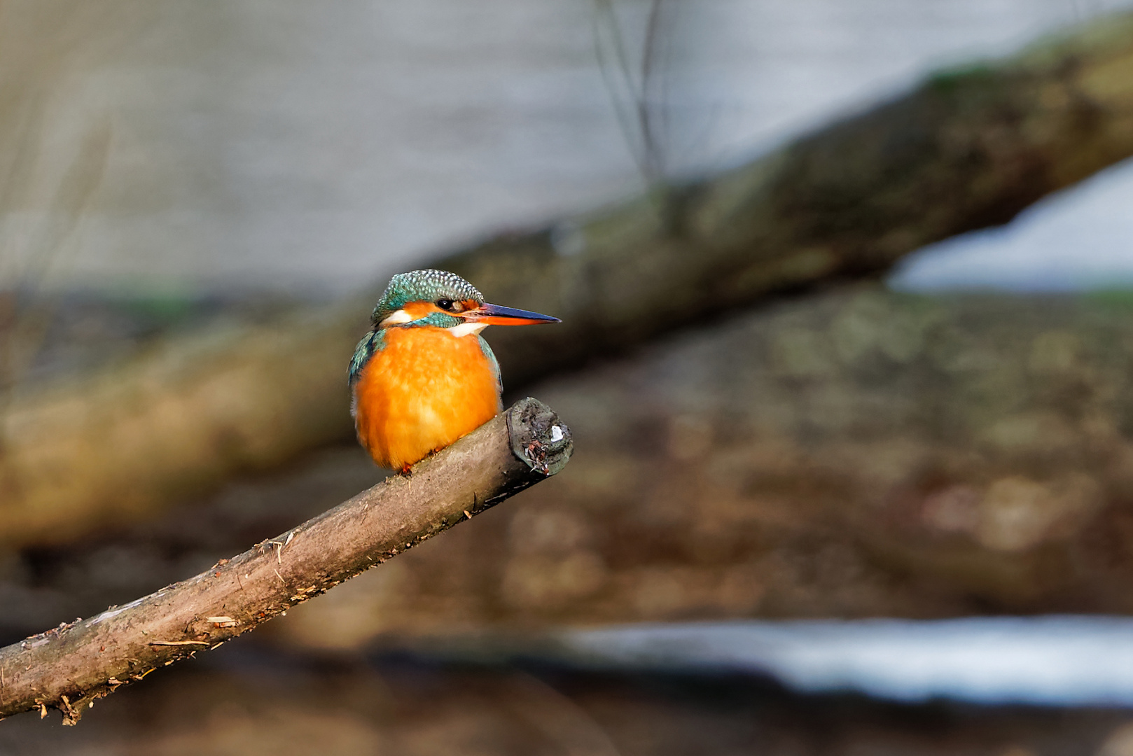 Eisvogel Weibchen