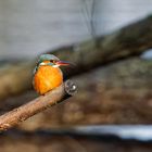 Eisvogel Weibchen