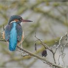 Eisvogel Weibchen