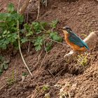 Eisvogel Weibchen