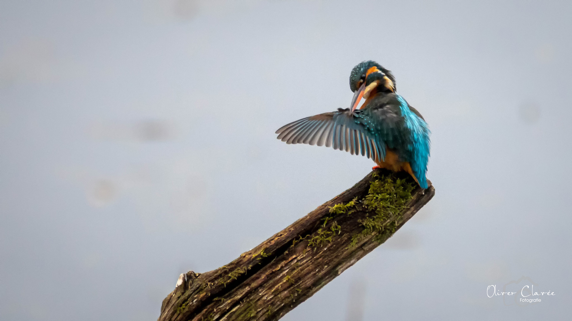 Eisvogel Weibchen bei der Gefiederpflege