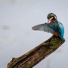 Eisvogel Weibchen bei der Gefiederpflege