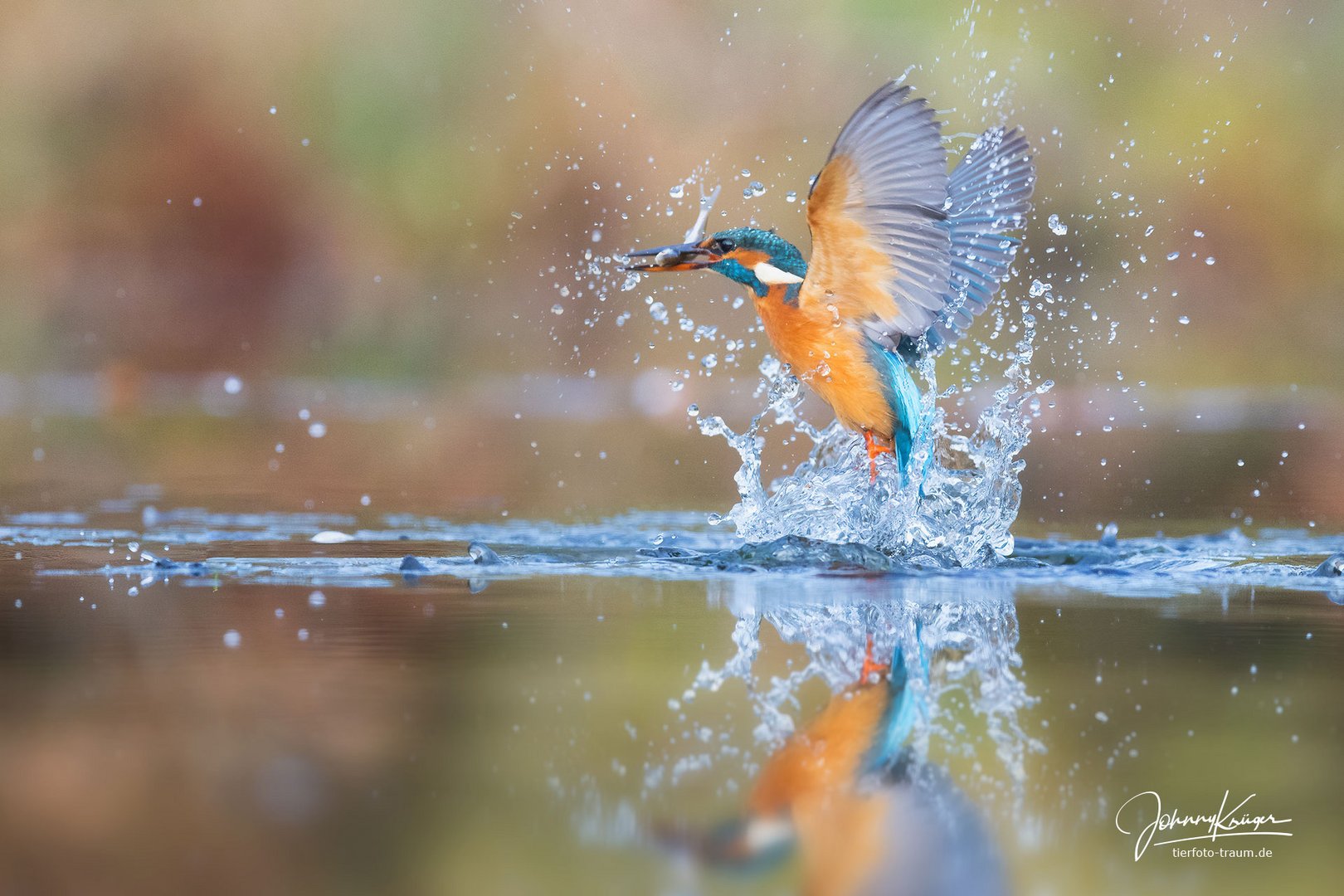 Eisvogel Weibchen bei erfolgreicher Jagd