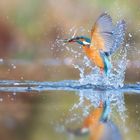 Eisvogel Weibchen bei erfolgreicher Jagd