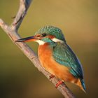 Eisvogel Weibchen