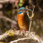 Eisvogel Weibchen