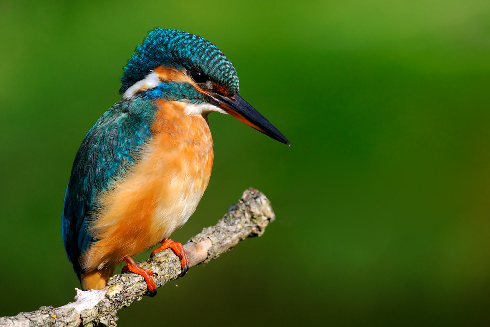 Eisvogel Weibchen