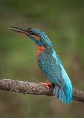 Eisvogel Weibchen