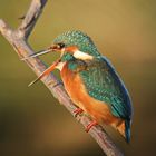 Eisvogel Weibchen