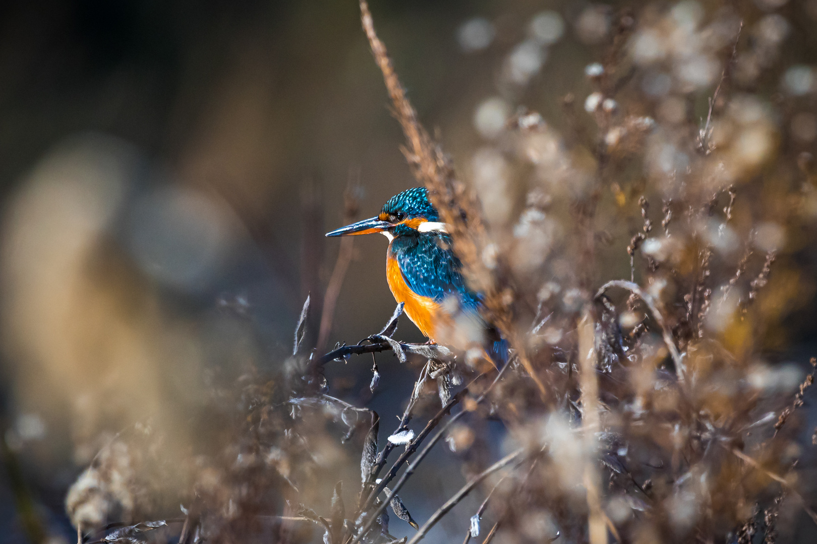 Eisvogel Weibchen