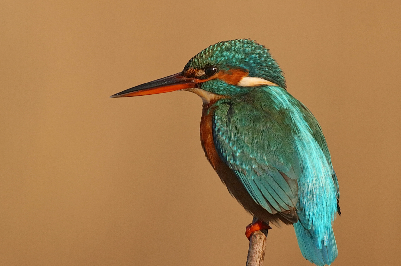 Eisvogel Weibchen