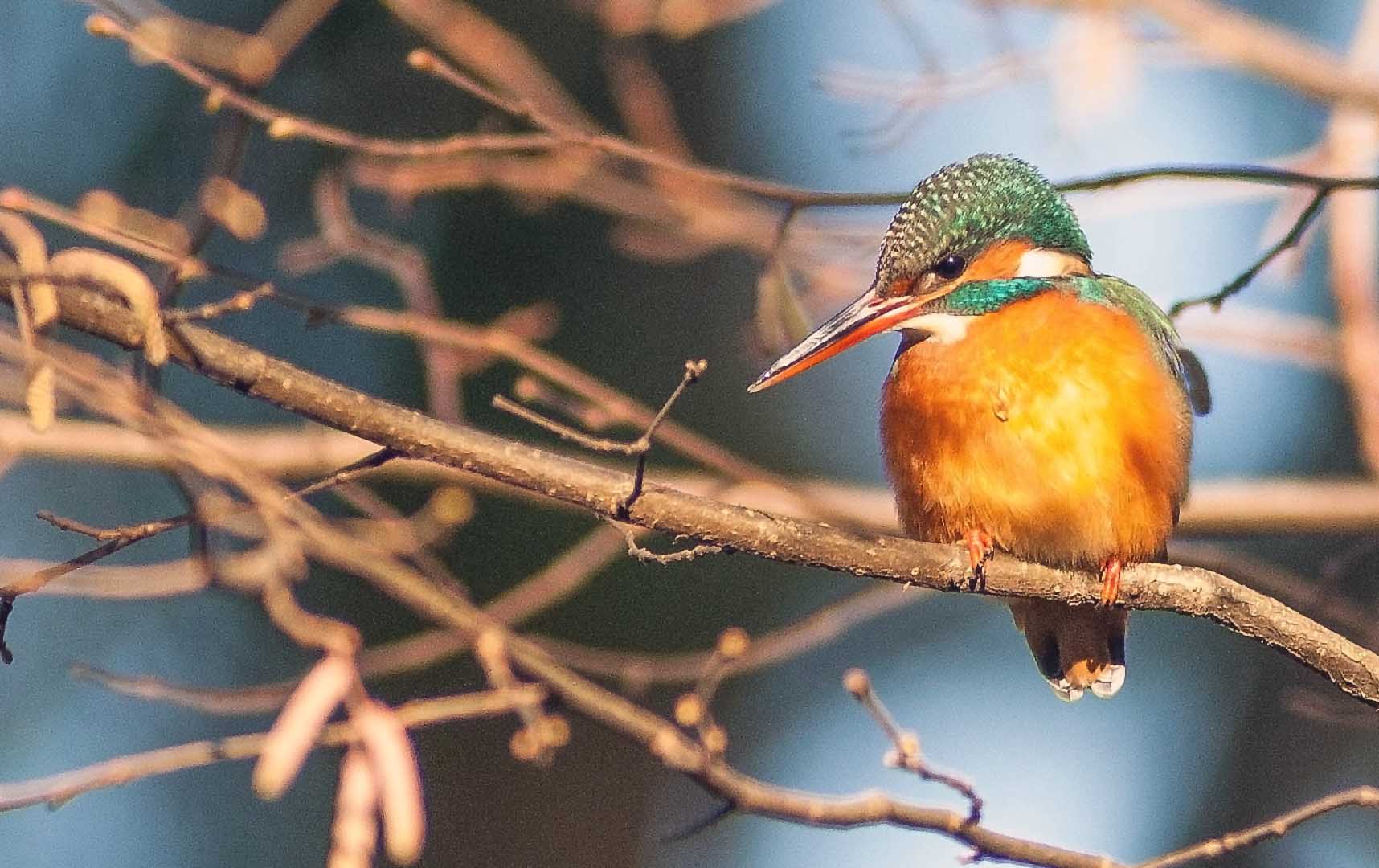 Eisvogel Weibchen