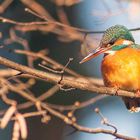 Eisvogel Weibchen