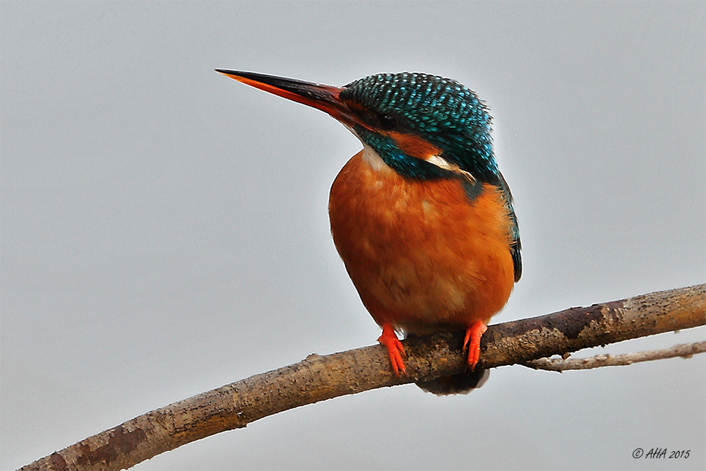 Eisvogel (Weibchen)