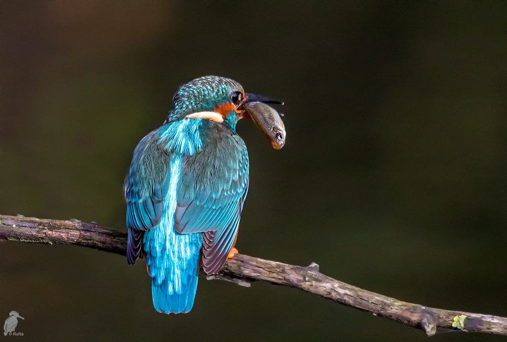 Eisvogel - Weibchen