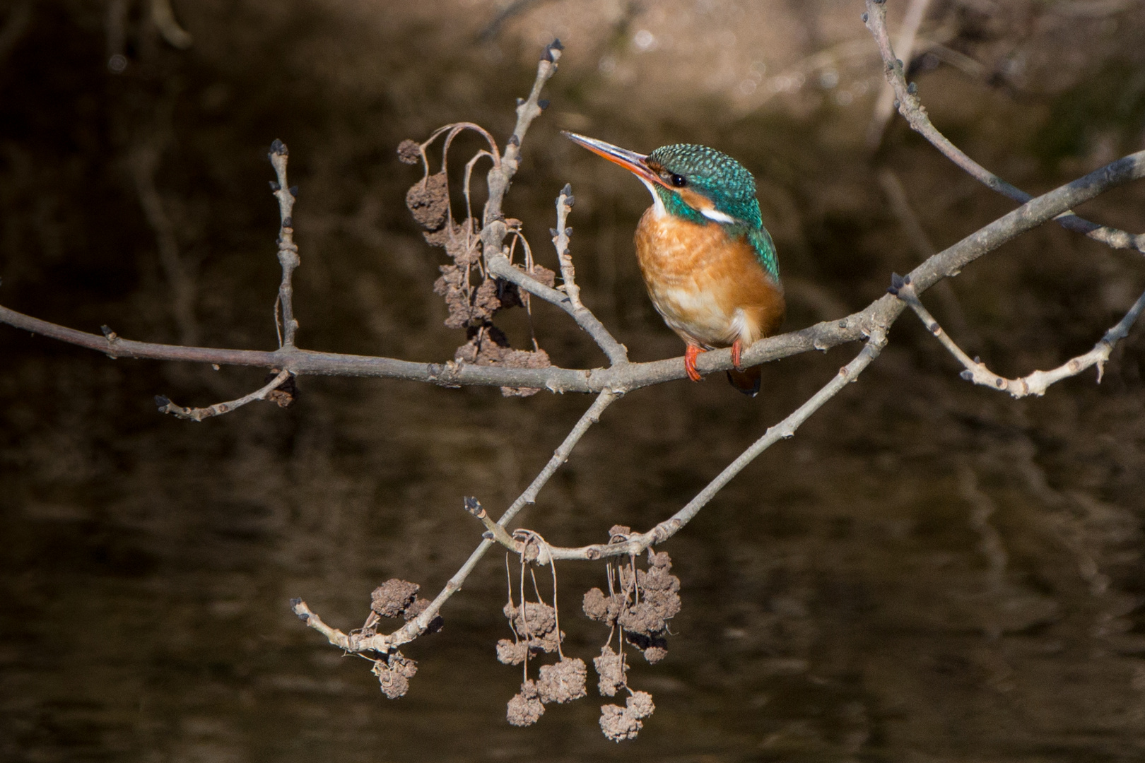 Eisvogel Weibchen