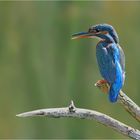 Eisvogel - Weibchen