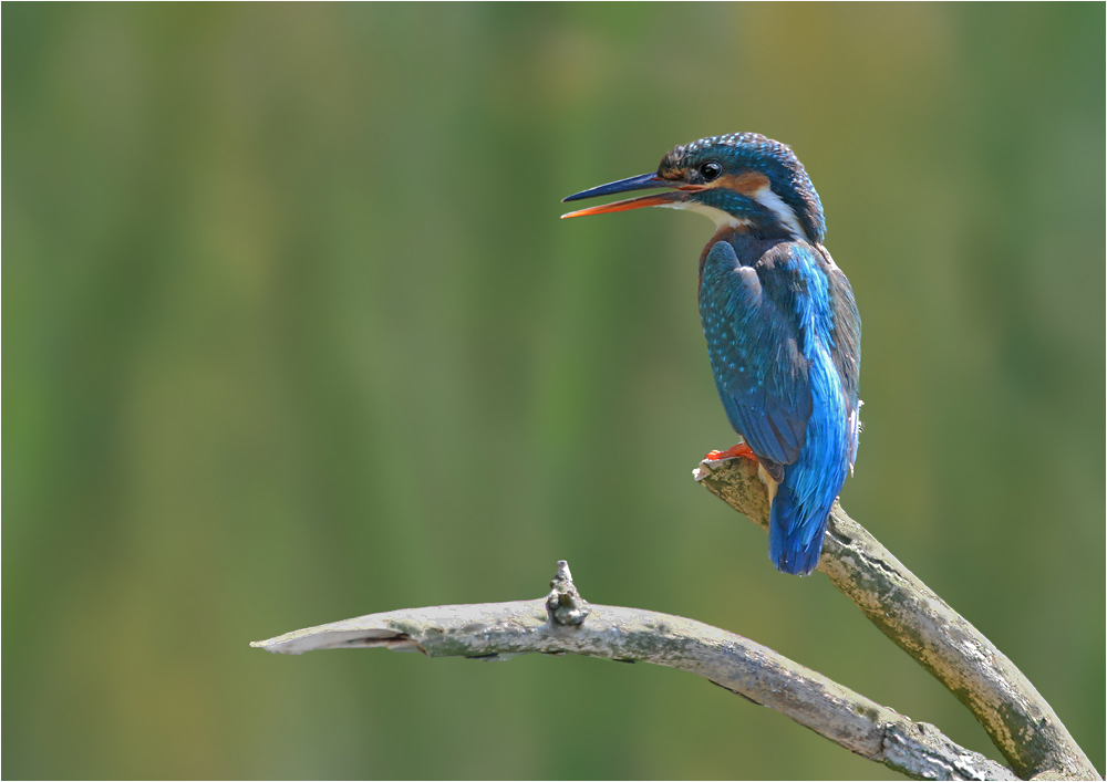 Eisvogel - Weibchen