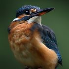 Eisvogel Weibchen!