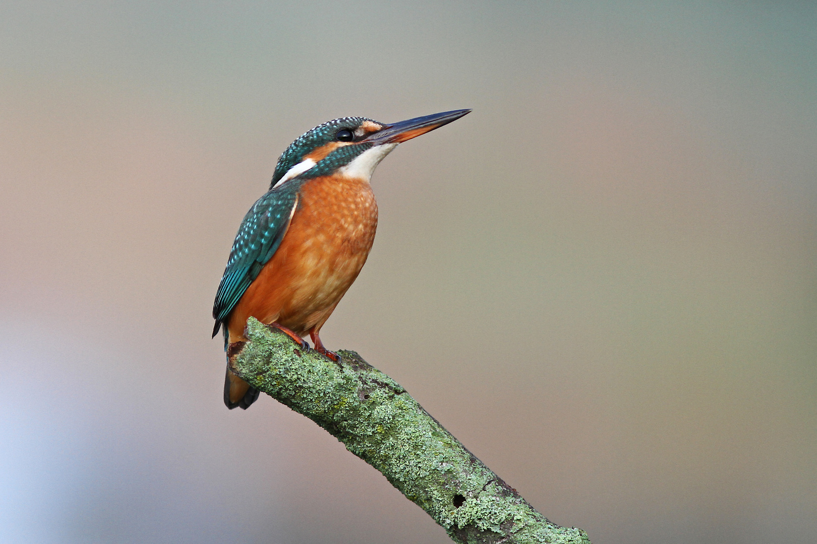 Eisvogel (Weibchen)