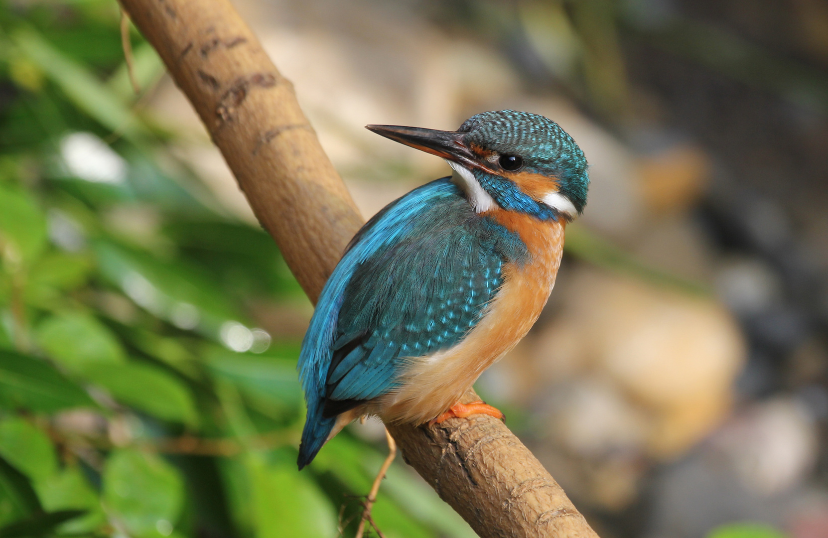 Eisvogel Weibchen kurz vor Brutbeginn