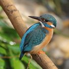 Eisvogel Weibchen kurz vor Brutbeginn