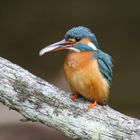 Eisvogel Weibchen mit Fisch