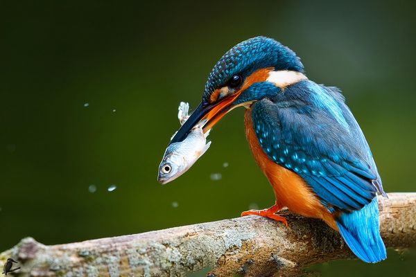 Eisvogel-Weibchen mit Fisch