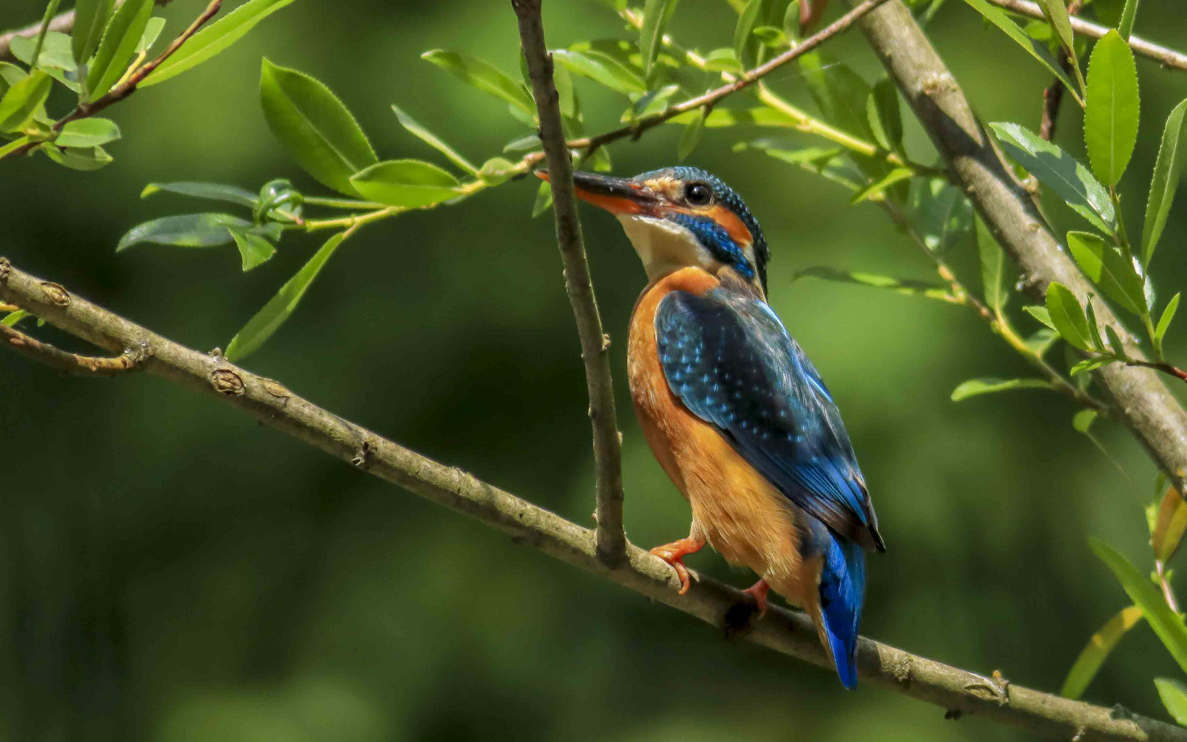 Eisvogel Weibchen Reutlinger See