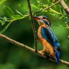 Eisvogel Weibchen Reutlinger See