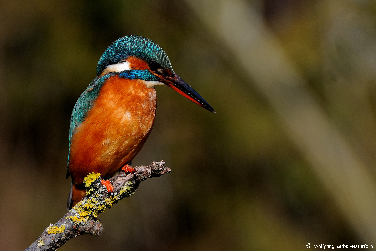 --- Eisvogel weibl.---    { Alcedo atthis )