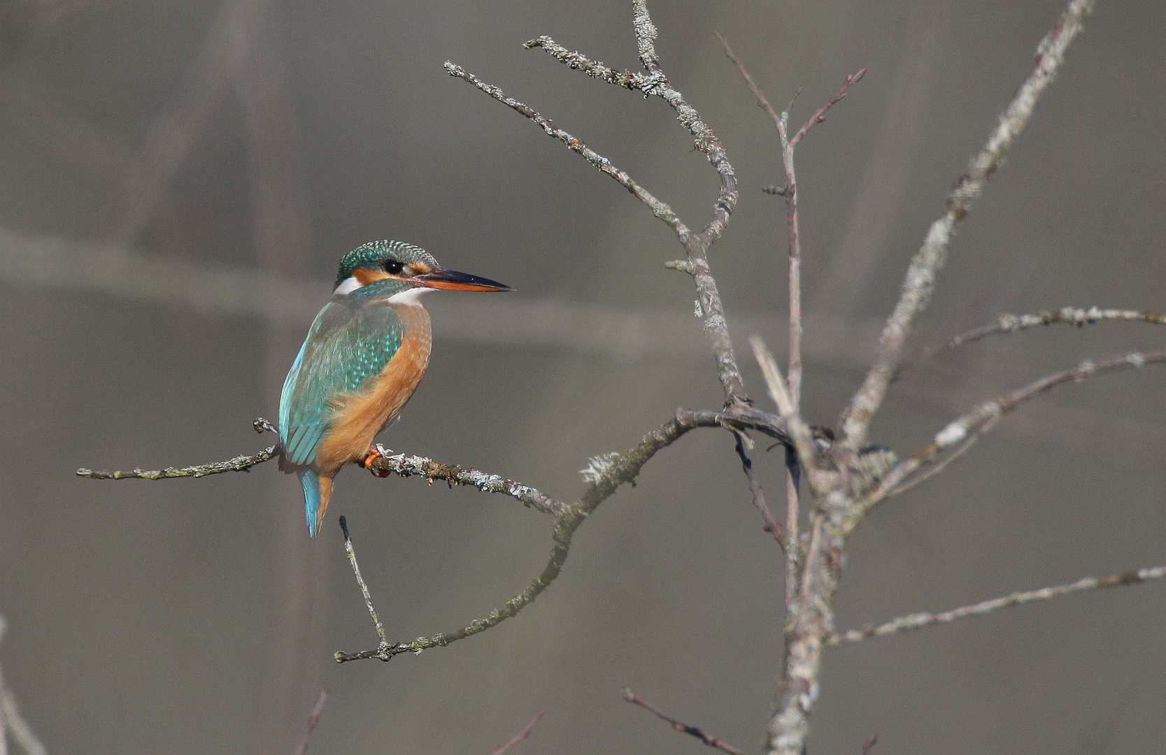 Eisvogel, weibl.