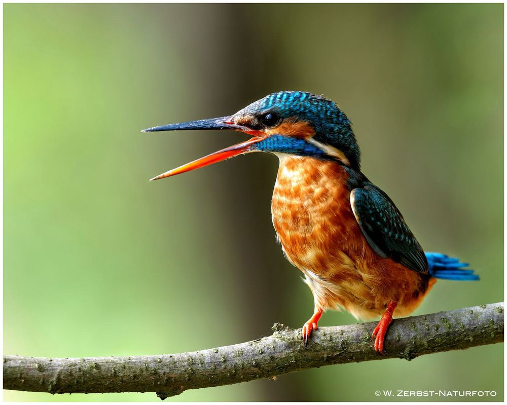 --- Eisvogel weibl. ruft nach ihrem Partner ---